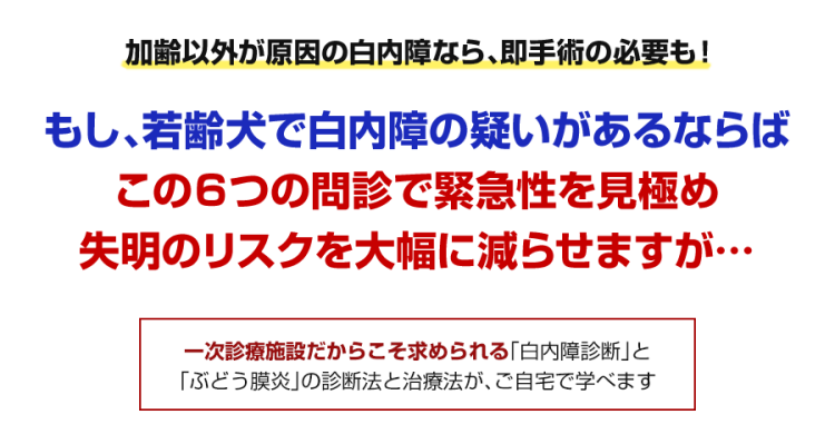 もし、若齢犬で白内障の疑いがあるならばこの６つの問診で緊急性を見極め失明のリスクを大幅に減らせますが…